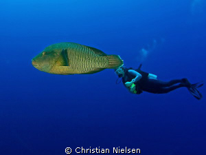 Odd couple. Napoleon fish and my wife on Little Brother, ... by Christian Nielsen 